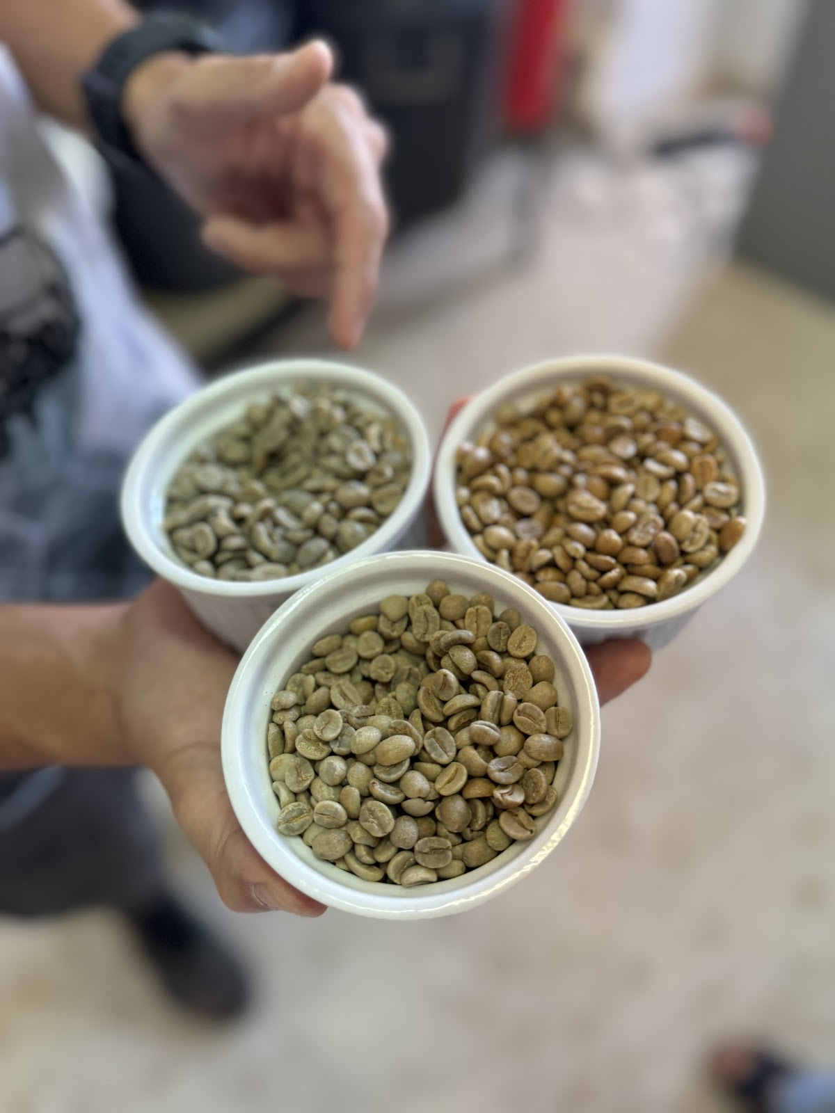 HORTELANO COFFEE ROASTERS ebaristo café